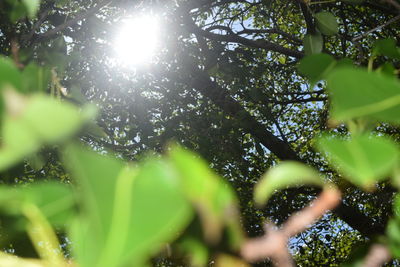 Low angle view of tree against sunlight