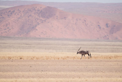 Horse in a desert