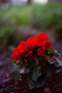 Close-up of red flower