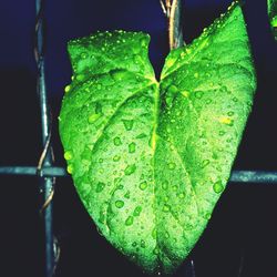 Close-up of wet leaf