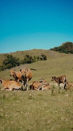 Horses on a landscape