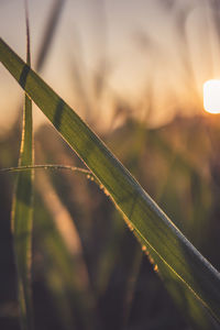 Close-up of grass growing on field