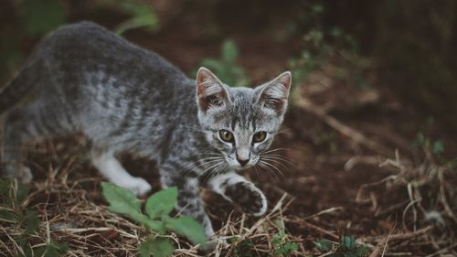 Portrait of kitten walking on field
