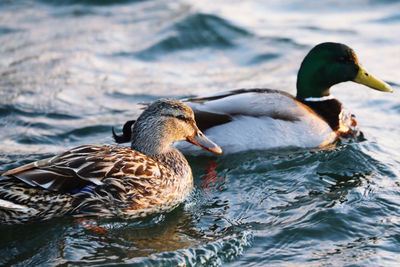 Ducks swimming in lake