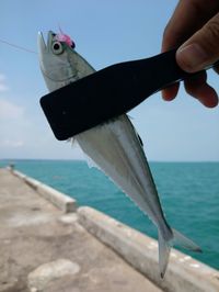Person holding fish at sea shore