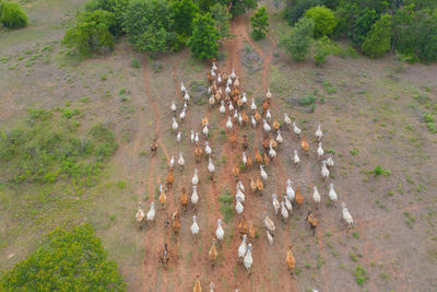 High angle view of group of people on ground