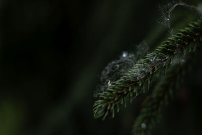 Close-up of fern leaves