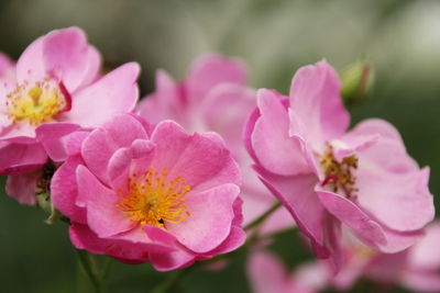 Close-up of pink cherry blossom