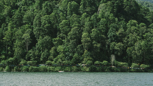 Scenic view of river amidst trees in forest