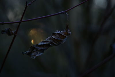 Close-up of dry leaves on plant