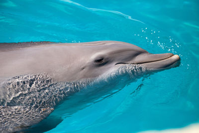 View of animal swimming in sea