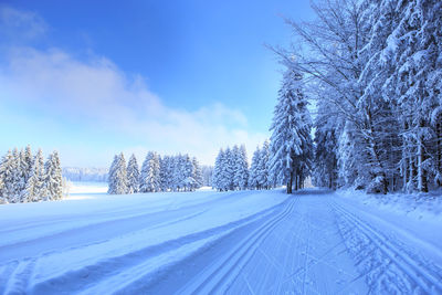 Snow covered plants on landscape against sky