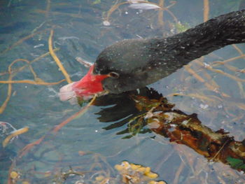 High angle view of fish swimming in lake