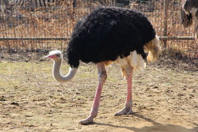 Side view of a bird on field