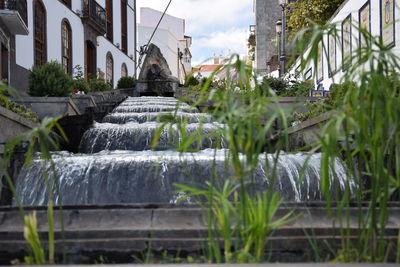 Close-up of plants by lake against buildings