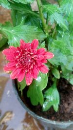 Close-up of water drops on flower blooming outdoors