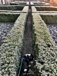 High angle view of dog