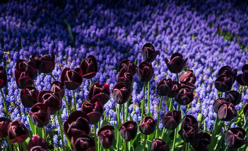 Group of people on purple flowering plants