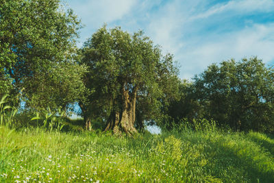 Trees growing on field against sky