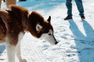 Low section of dog standing on snow field