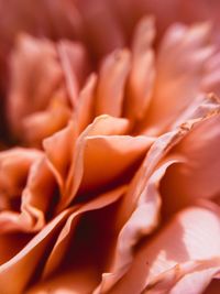 Macro shot of flower