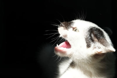 Close-up of cat yawning