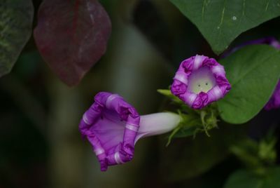 Close-up of pink flower