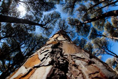 Low angle view of tree against sky