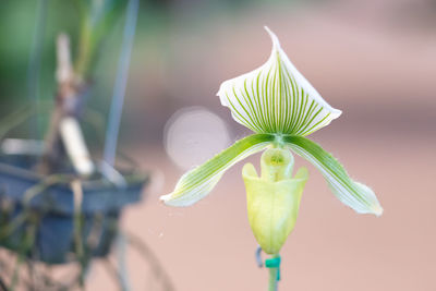 Close-up of green plant