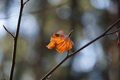 Close-up of orange flower on twig