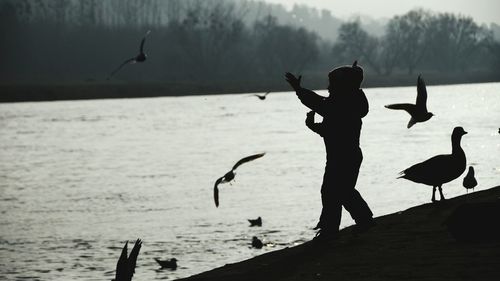 Birds flying over water