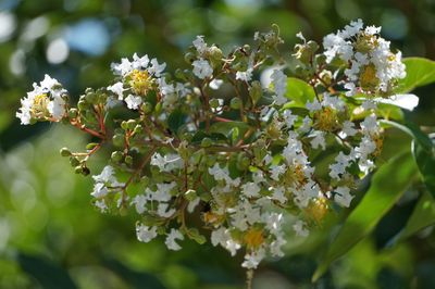 Close-up of white flowers