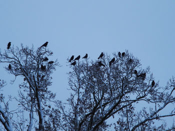 Low angle view of birds perching on bare tree against sky