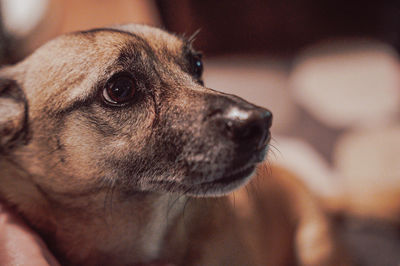 Close-up of dog looking away