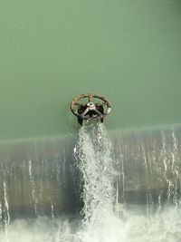 Close-up of bird in water