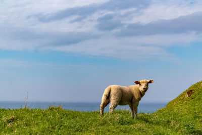 Portrait of sheep on field against sky