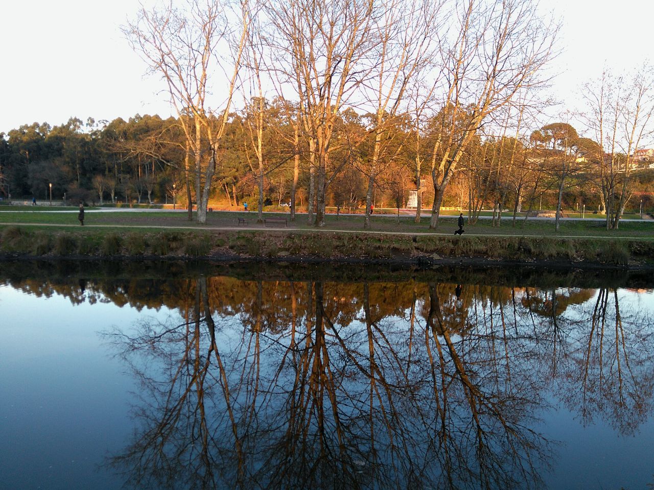 reflection, water, lake, tree, tranquility, tranquil scene, waterfront, standing water, scenics, beauty in nature, nature, clear sky, growth, pond, sky, grass, idyllic, calm, bare tree, outdoors