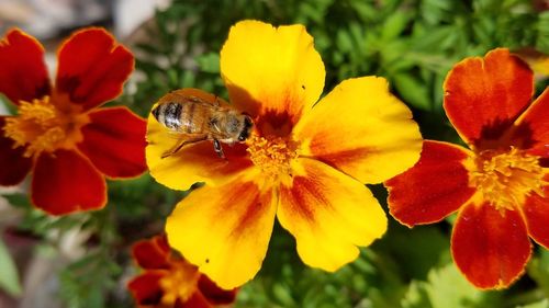 Close-up of bee pollinating on flower