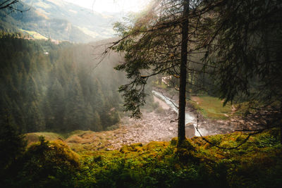 Scenic view of trees in forest