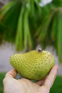 Close-up of hand holding fruit