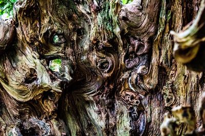 Full frame shot of tree trunk