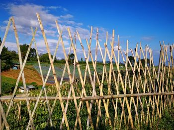 Plants growing on field against sky