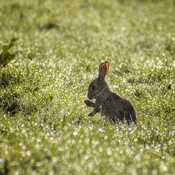 Close-up of an animal on grass