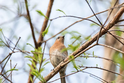 Female eastern bluebird sialia sialis perches on a branch high in a tree and looks down 