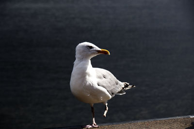 Seagull with only one leg - broken leg - walking next to the sea shore - blurred background