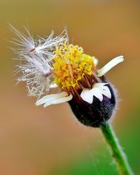 Close-up of honey bee on dandelion