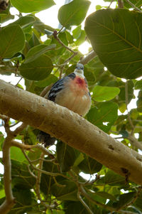 Low angle view of bird perching on tree