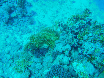 View of fish underwater