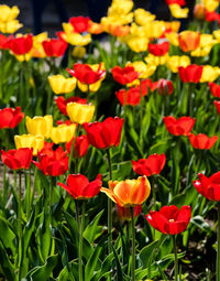 Close-up of red flowering plants on field