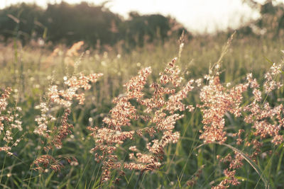 Close-up of flowering plants on field